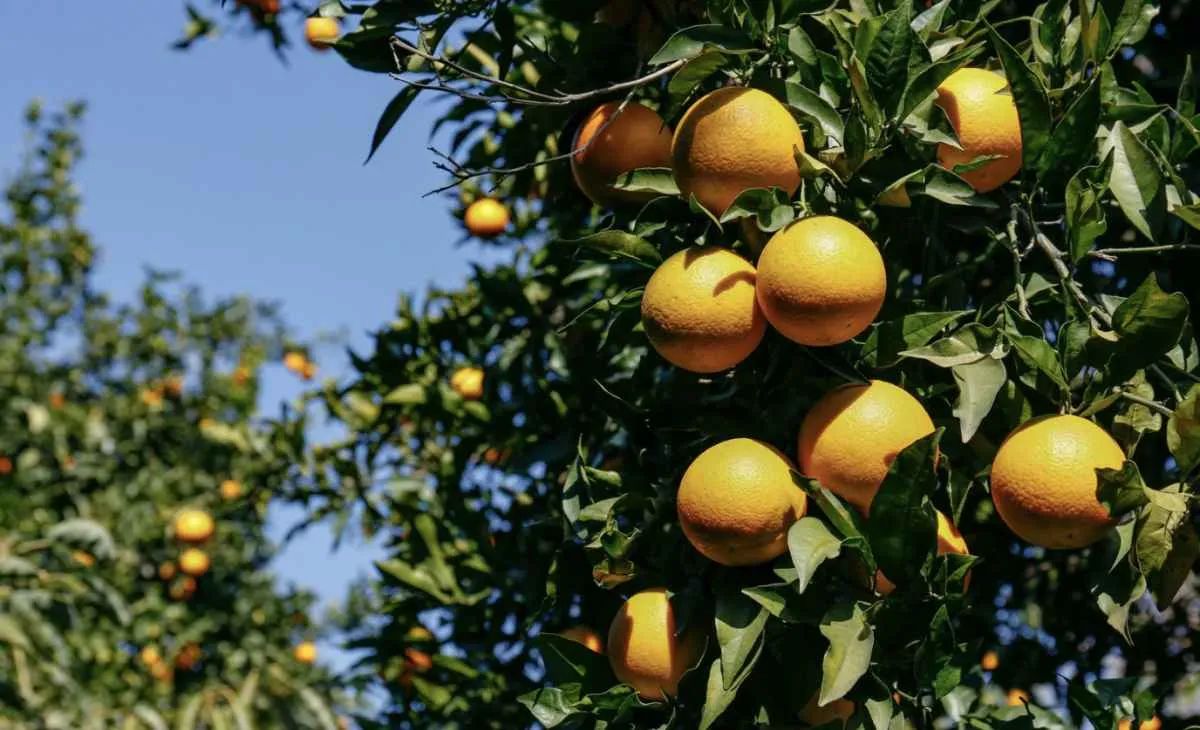 Clima frio na Flórida ameaça pomares de laranja