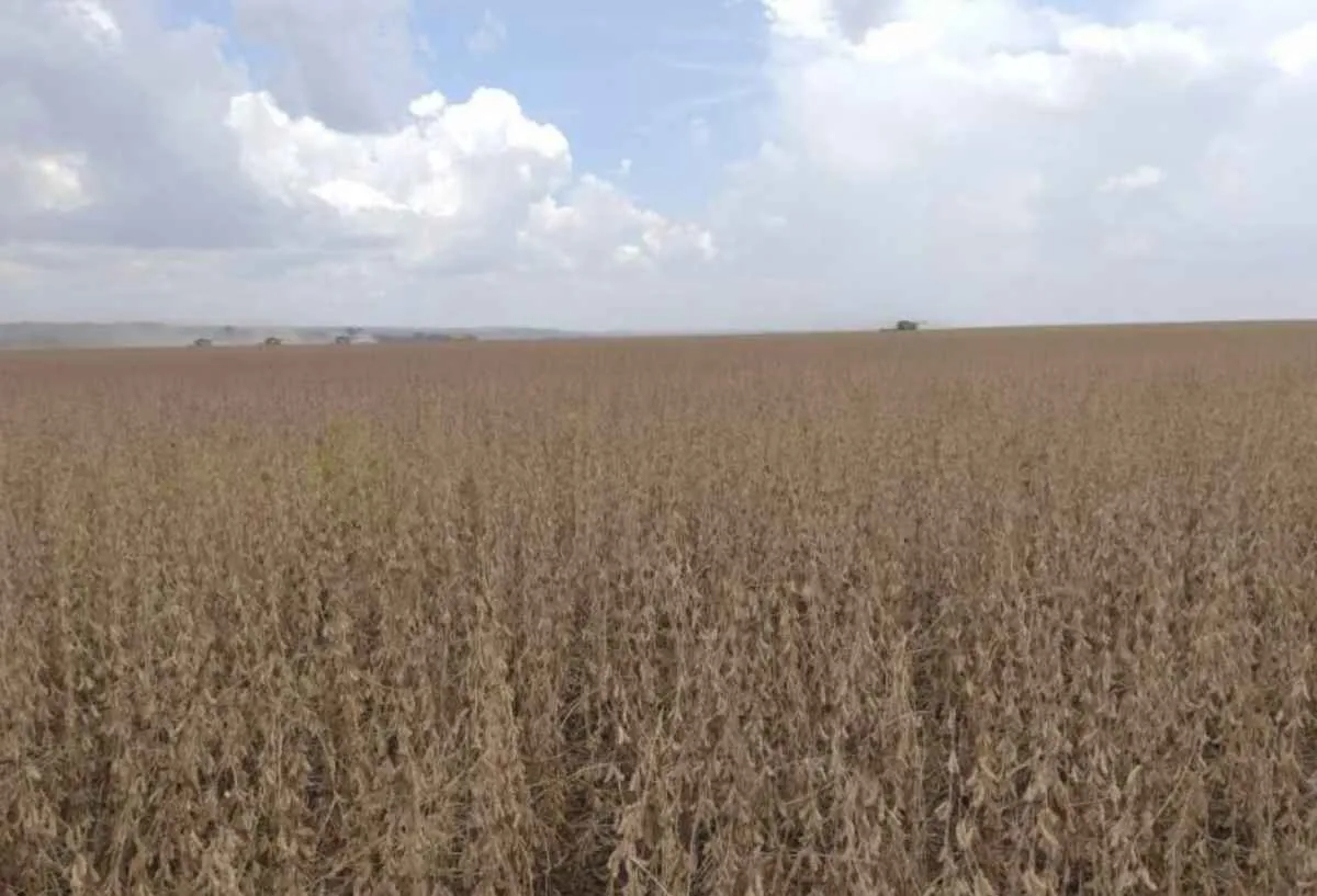 Região Sul avança e lidera colheita da soja em MS