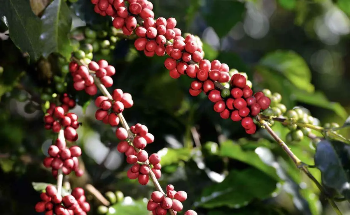 Chuvas favorecem safra de café 2026/27 e elevam expectativas