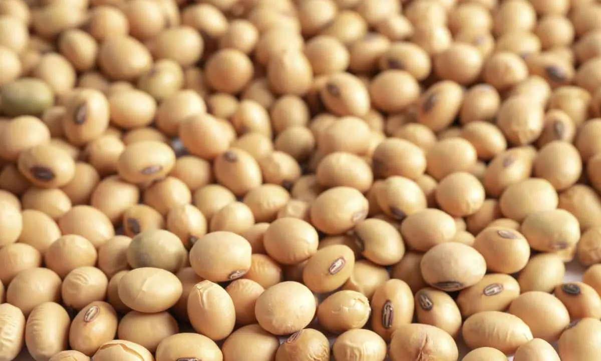 Preços da soja seguem pressionados no mercado brasileiro