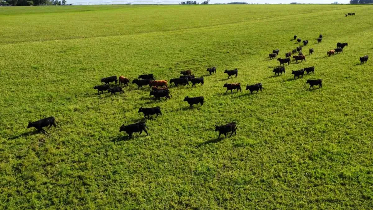 Carrapato avança no verão e pode reduzir em até 20% o desempenho do rebanho