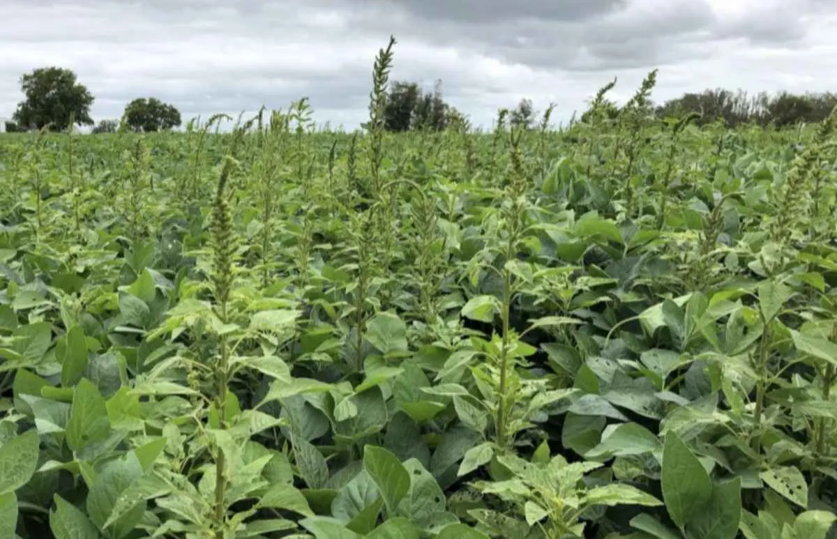 Caruru-palmeri é detectado pela 1ª vez em SP