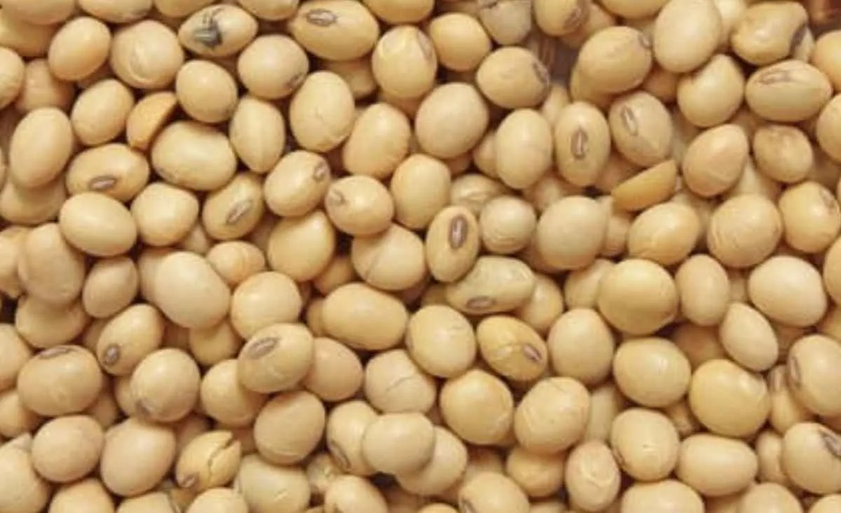 Soja: avanço da colheita amplia oferta e pressiona mercado no curto prazo