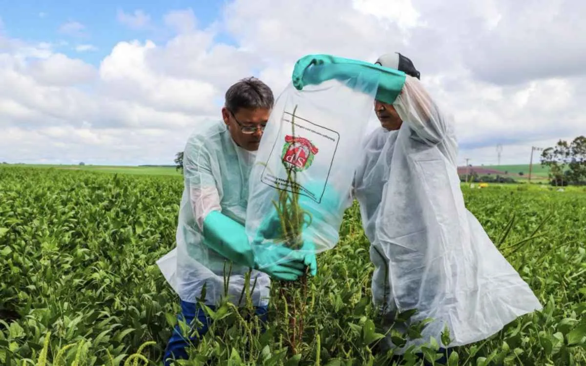 SP cria plano para erradicar caruru-gigante