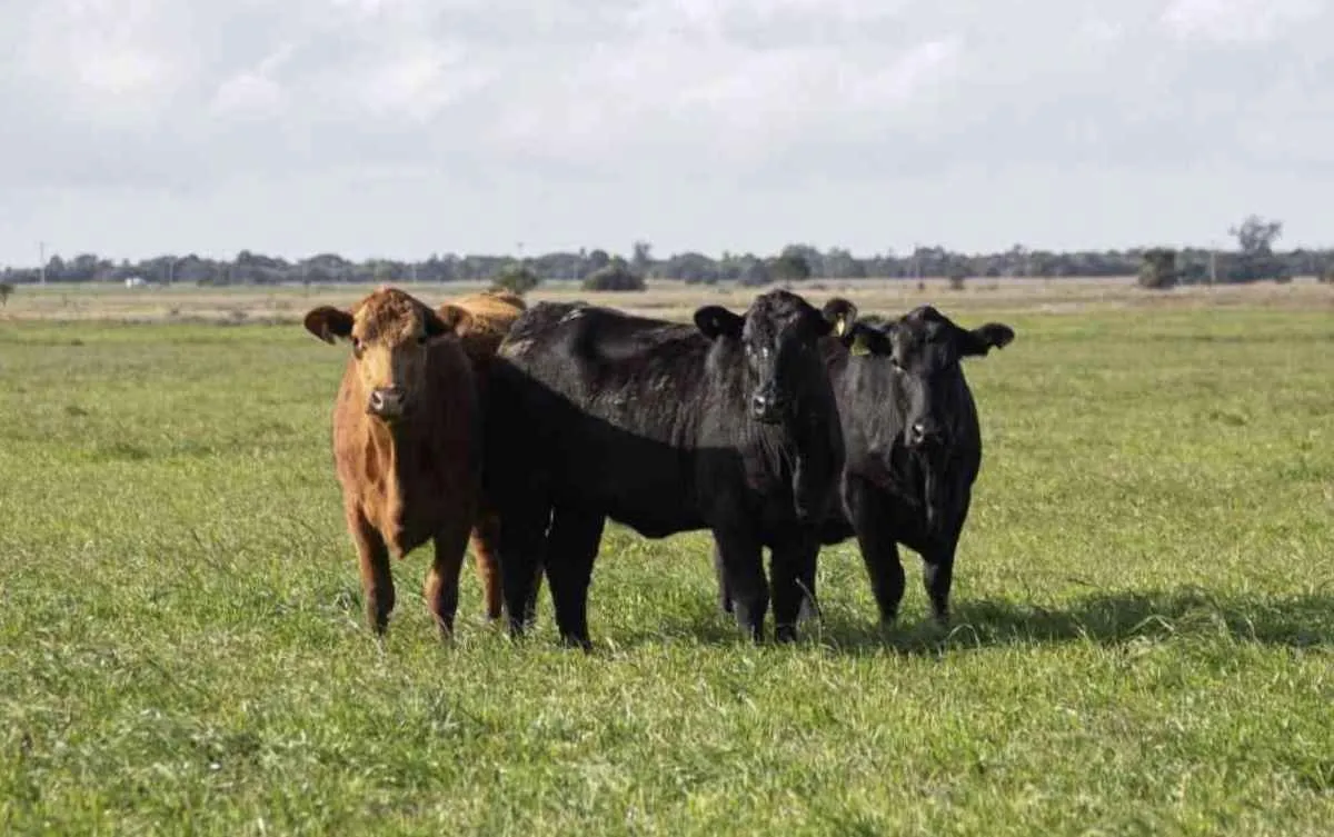 Carne Angus mostra desossa técnica no Show Rural Coopavel