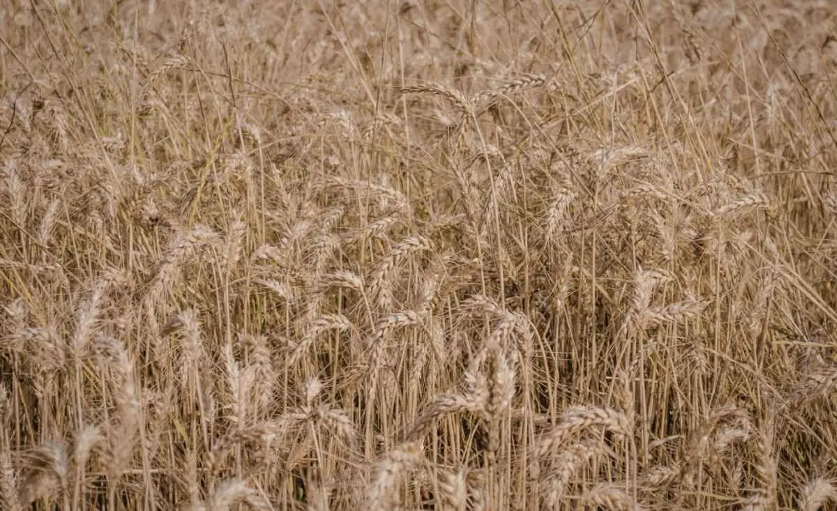 Trigo: mercado interno segue defensivo sob pressão das importações