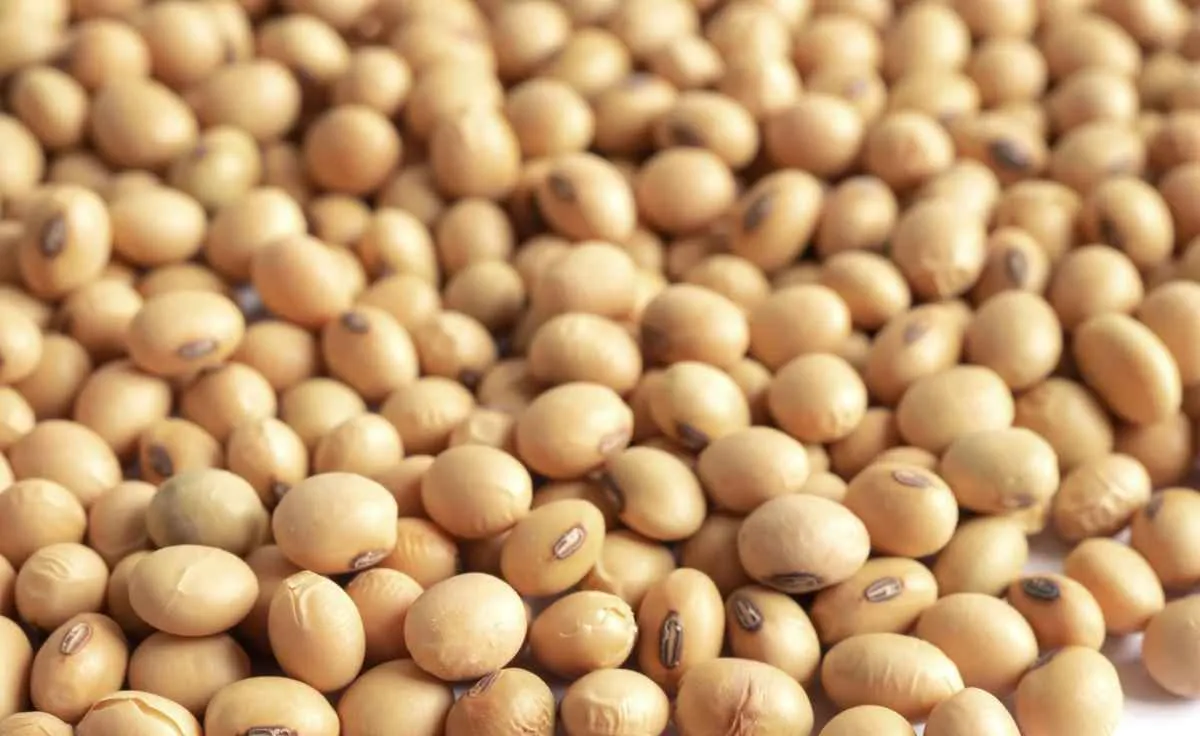 Soja inicia semana pressionada em Chicago