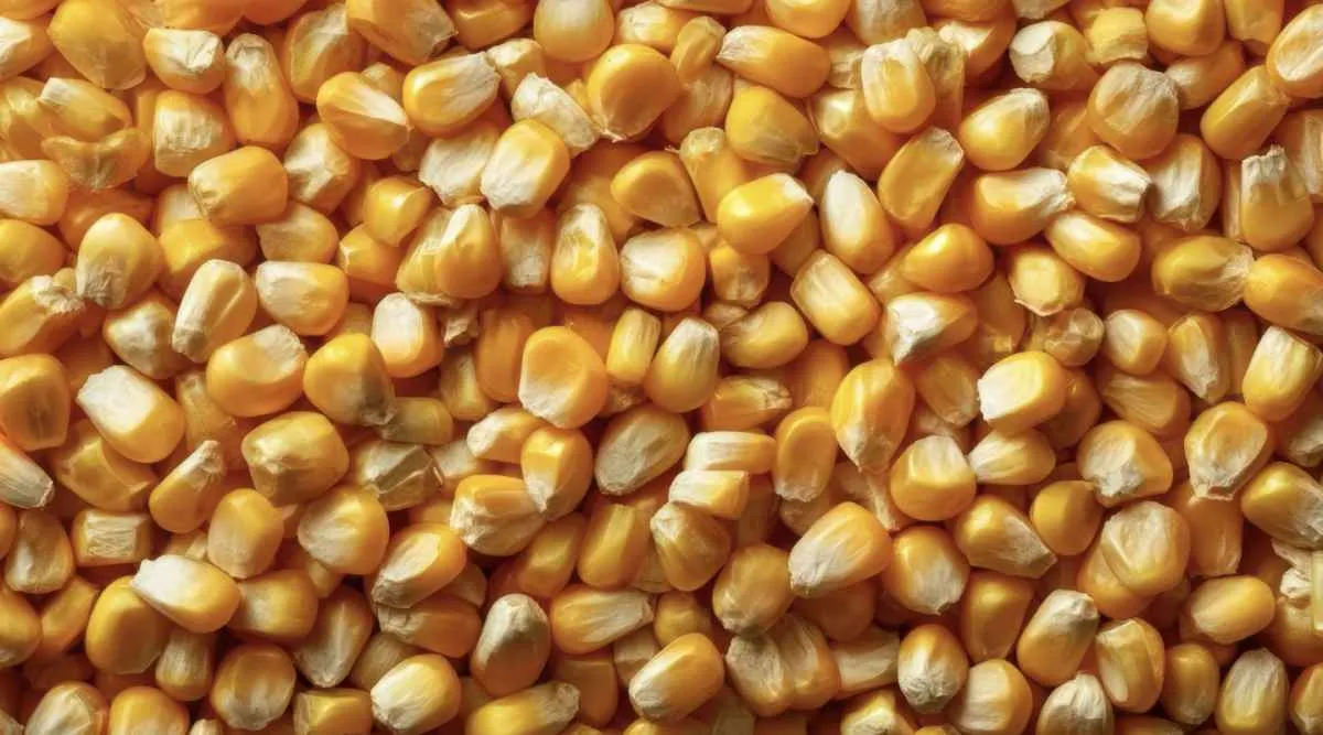 Milho avança em Chicago com exportações aquecidas nos EUA