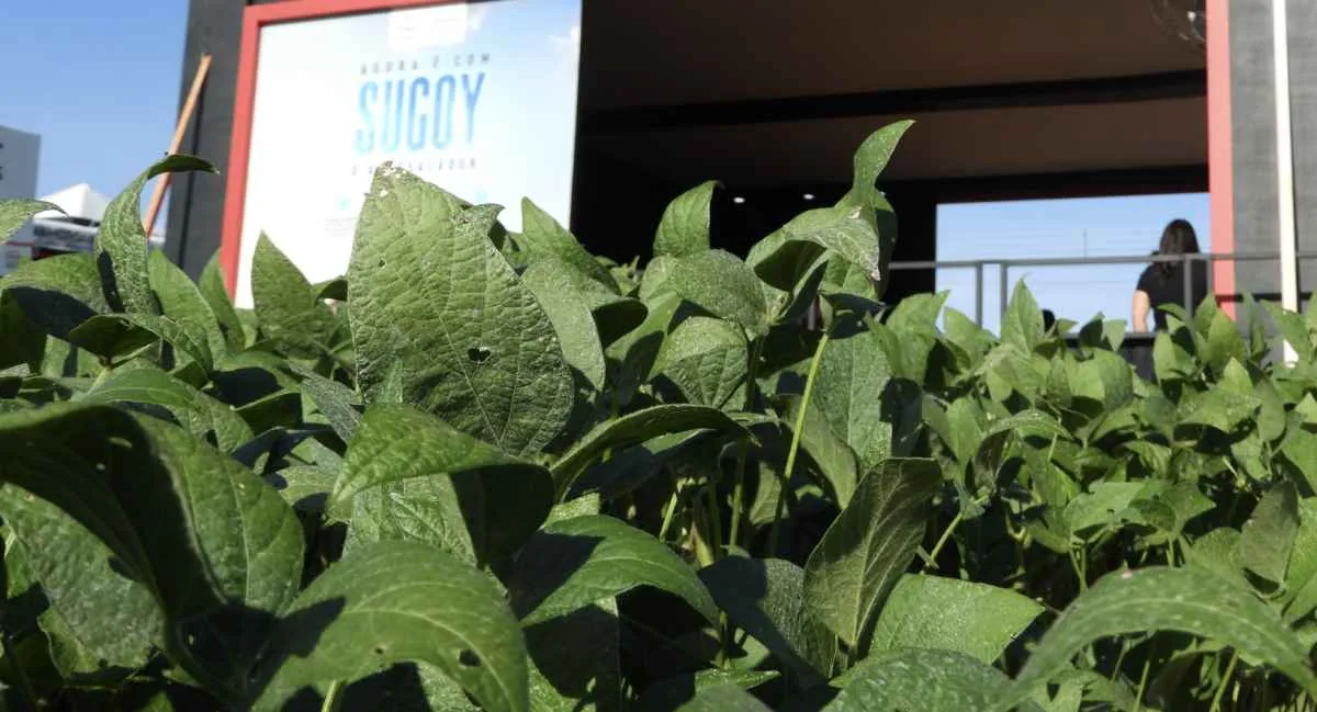 Controle eficiente das daninhas