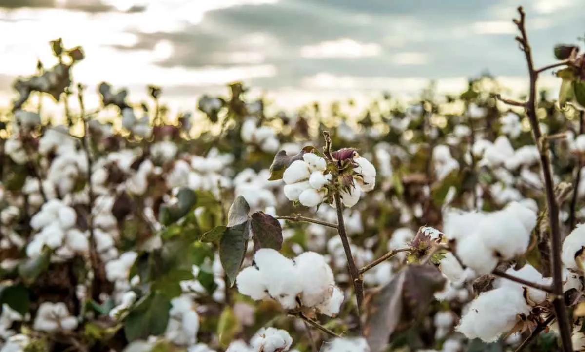 Negócios com algodão são lentos em janeiro, mas preço médio mensal avança