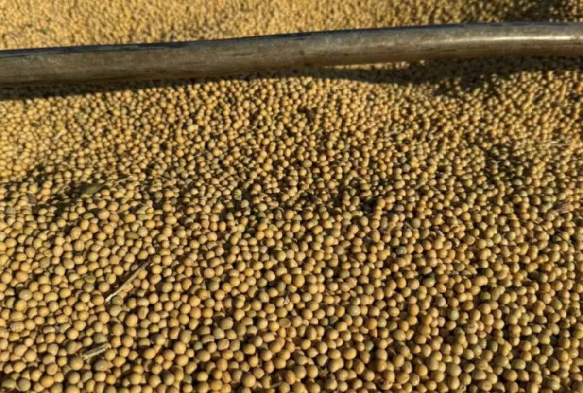 Soja e milho garantem superávit de US$ 462 milhões em MS