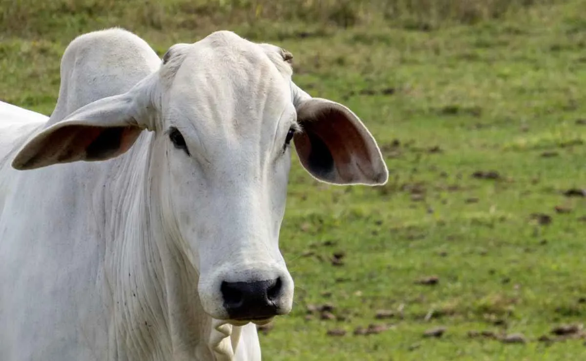 Demanda aquecida mantém preços do boi firmes