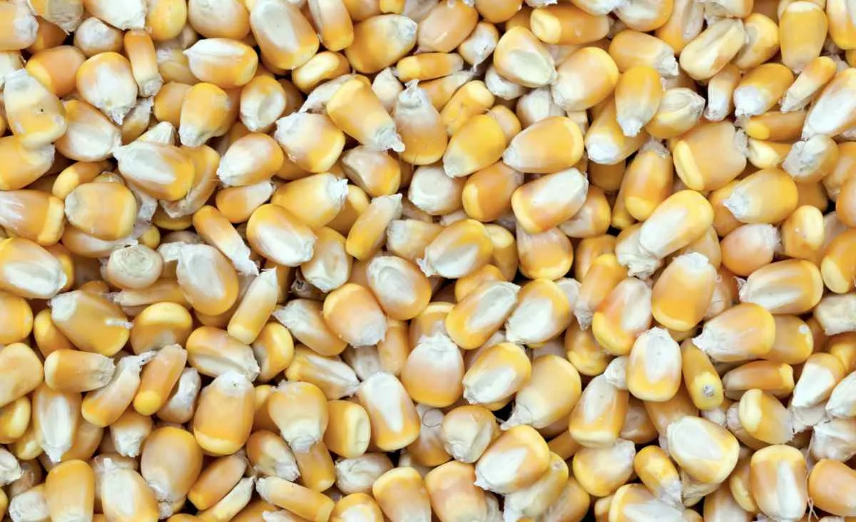 Milho registra leves ganhos em Chicago, enquanto mercado busca reação