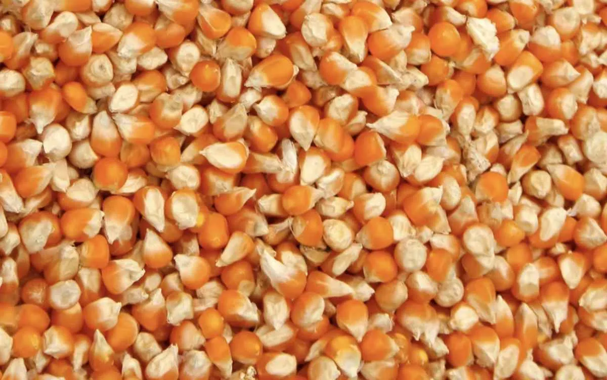 Milho opera estável na CBOT e mercado segue atento