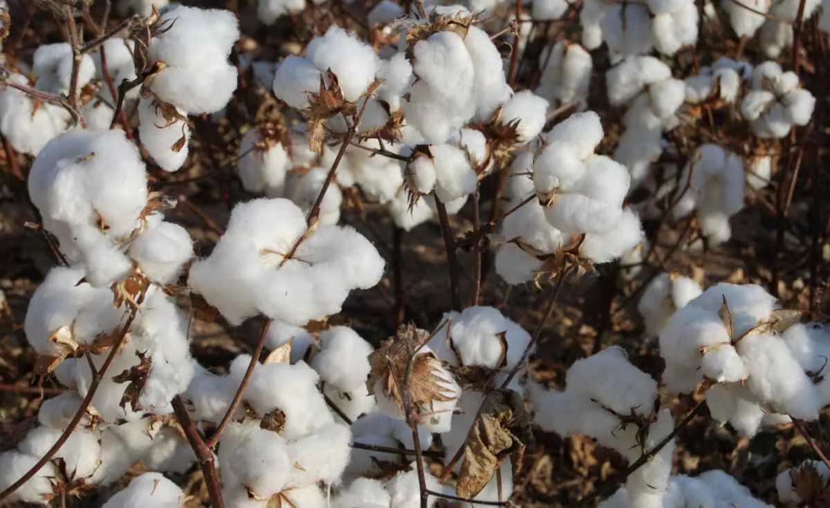 Preços do algodão seguem estáveis há três meses