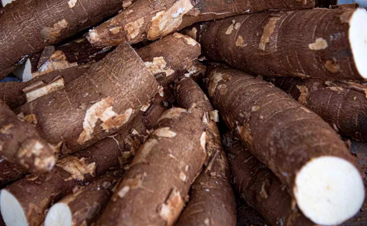 Oferta de mandioca cresce menos que o esperado e sustenta preços