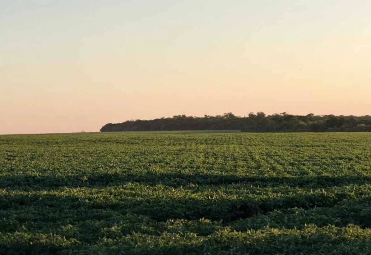 Mato Grosso do Sul ganha destaque internacional com agricultura regenerativa tropical