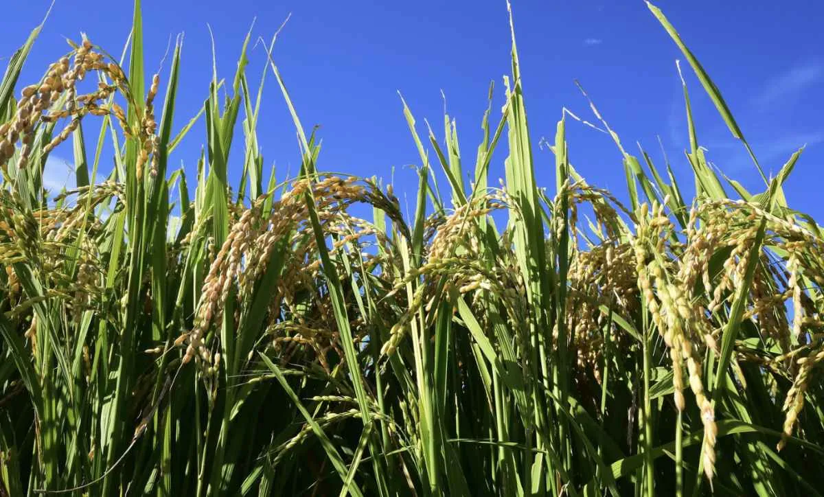 Colheita de arroz começa no RS e vendas devem avançar