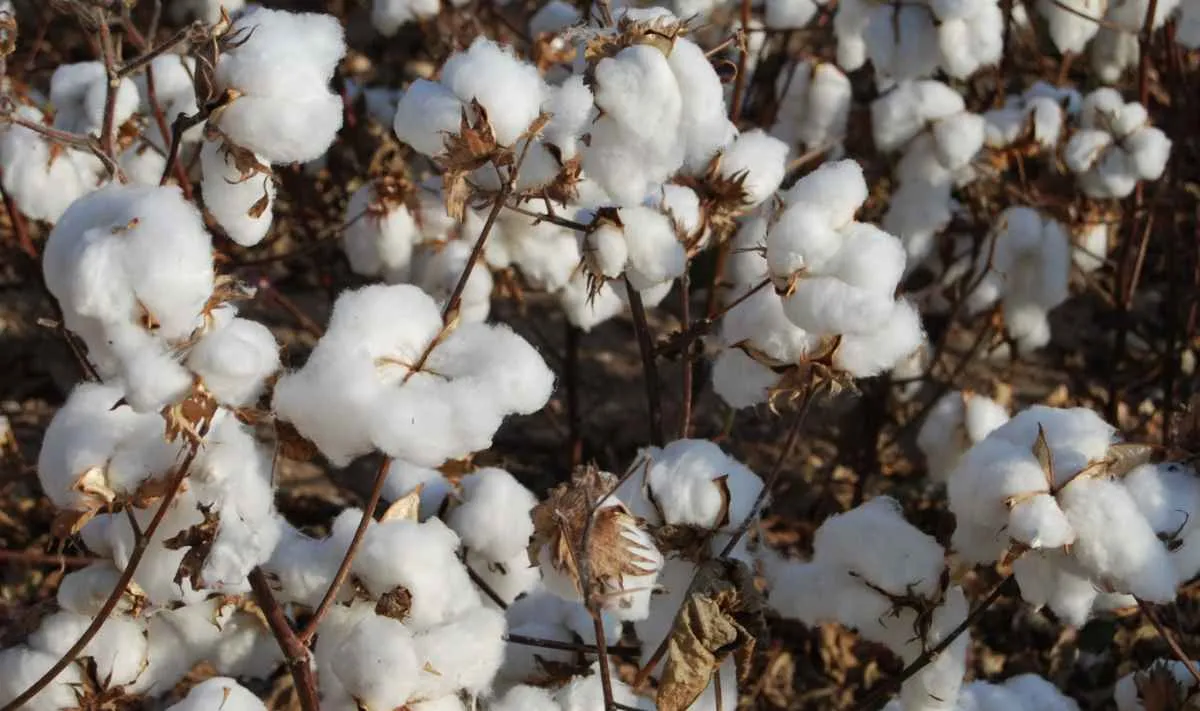 Relatório aponta alta de 6% nas exportações de algodão
