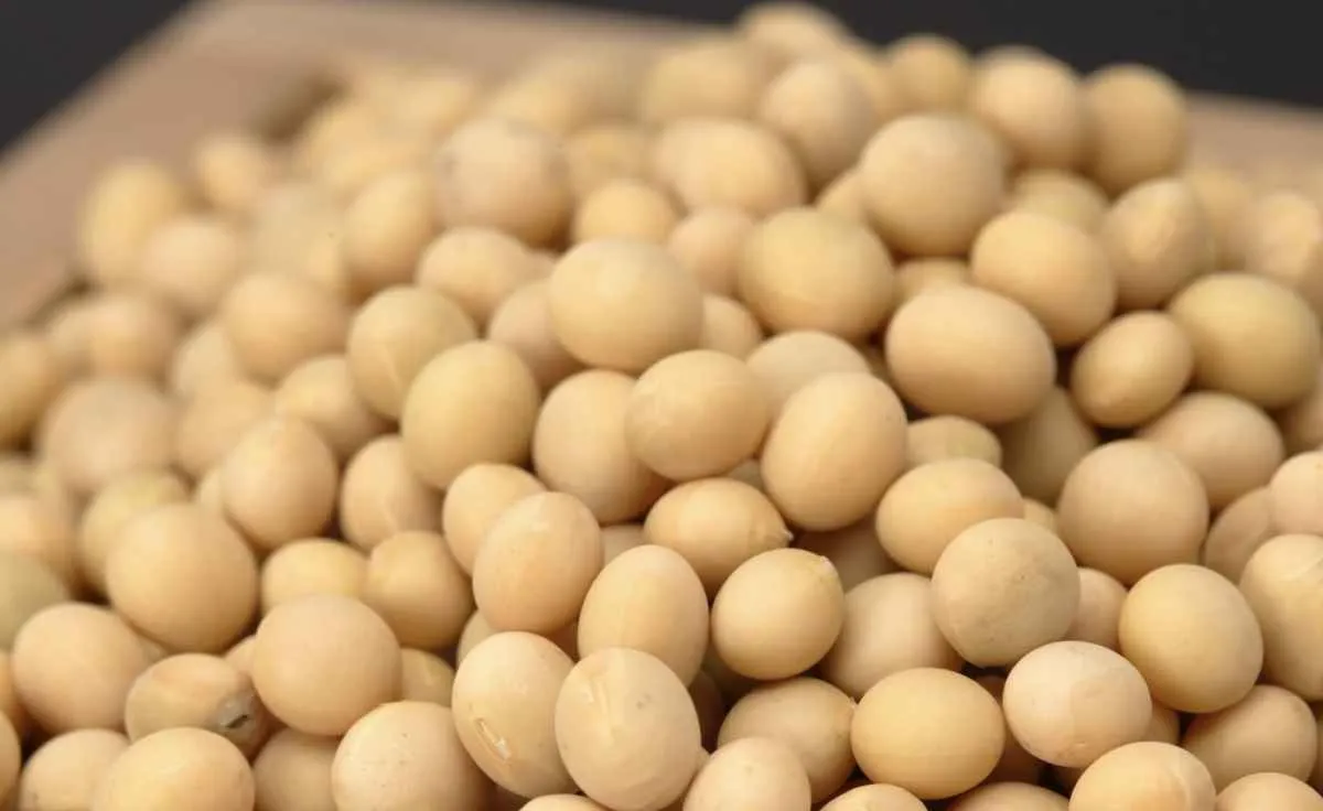 Soja opera em alta em Chicago, mas mercado segue pressionado pela oferta