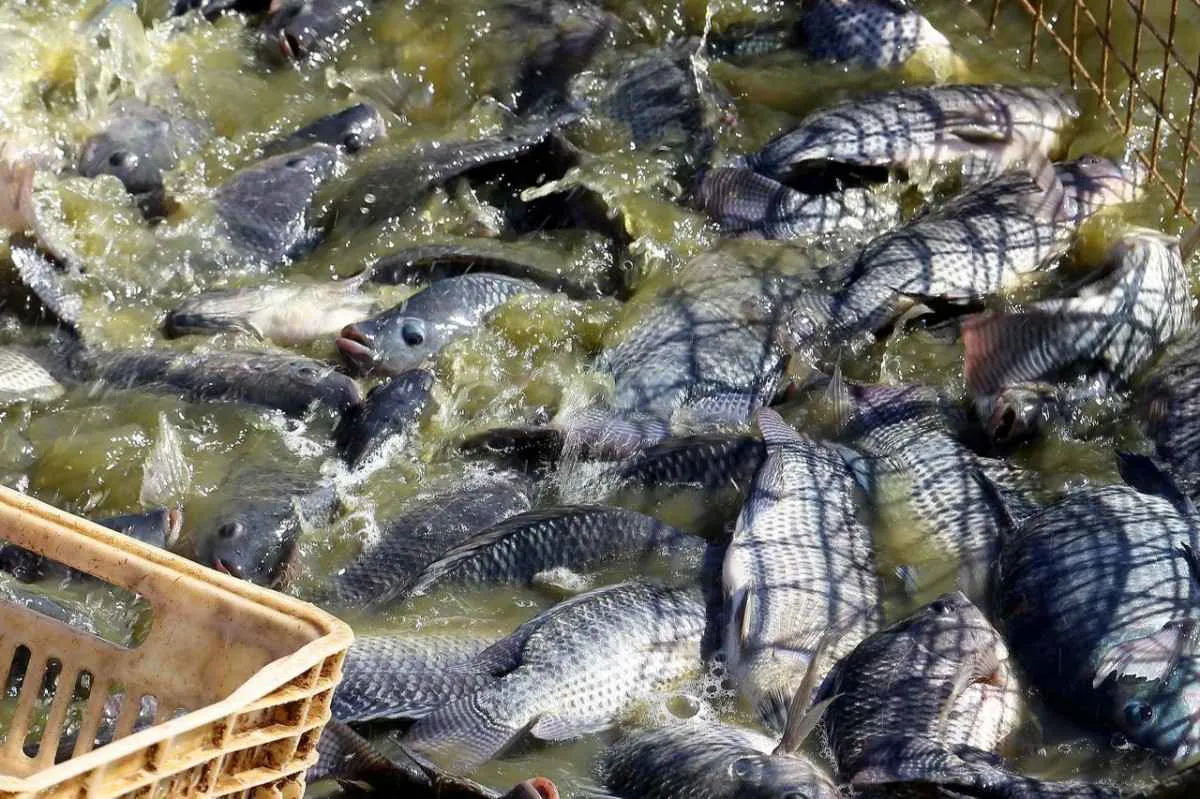 Quaresma aquece consumo de peixes e fortalece piscicultura no PR