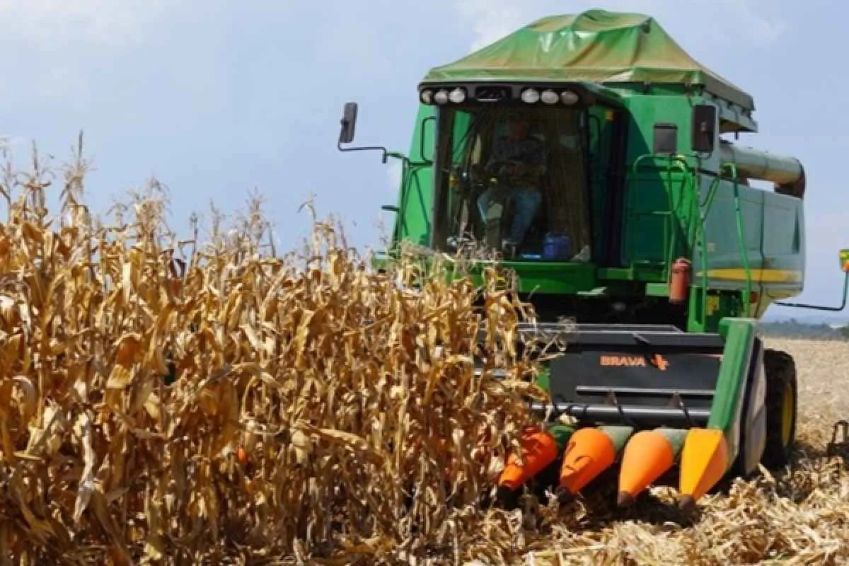 Colheita do milho atinge 35% no RS e cenário climático impacta lavouras