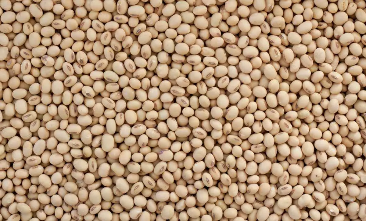 Soja: média de fevereiro cai e volta a patamares de 2024