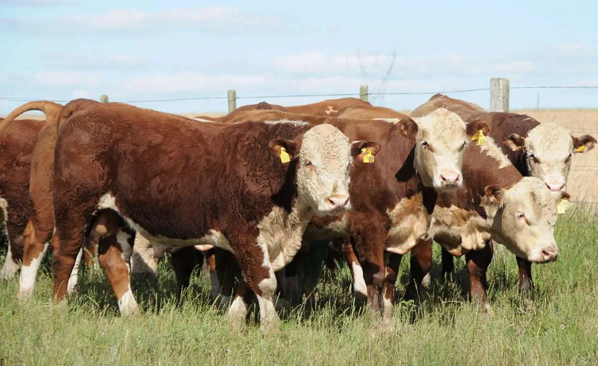 Simulador Pecuaria.io quer revolucionar a gestão da pecuária de corte