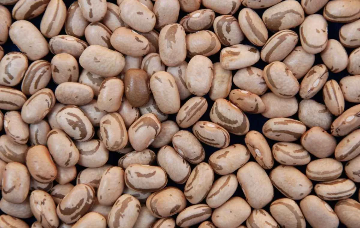 Cenário de preços e consumo do feijão pela IBRAFE 