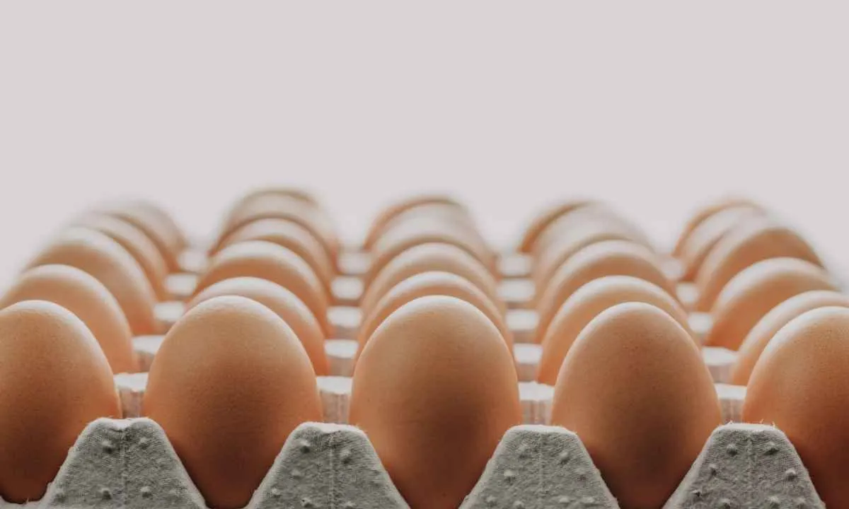 Exportações de ovos têm melhor fevereiro em 13 anos