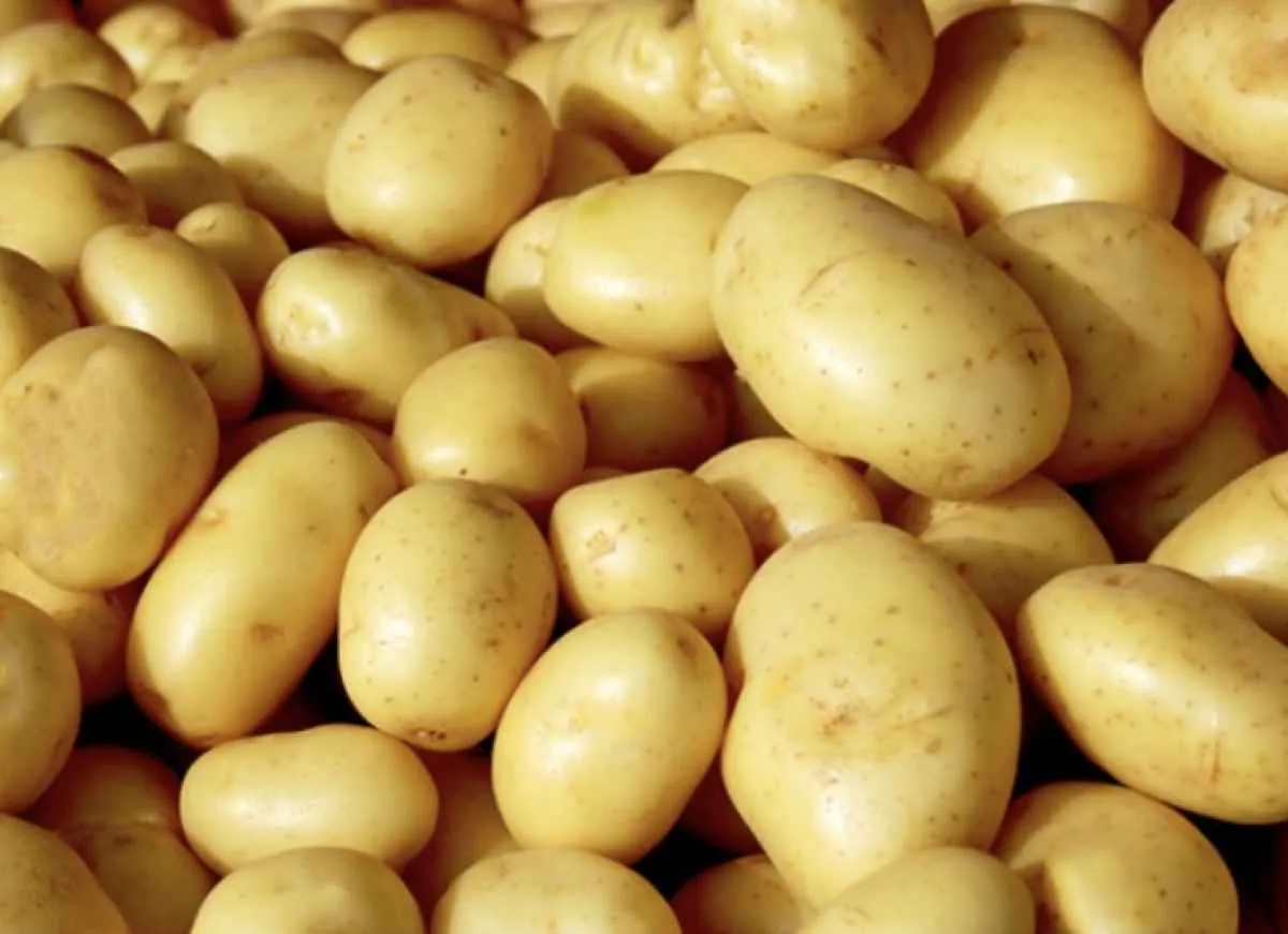 Cotações da batata seguem firmes e podem subir com a Páscoa