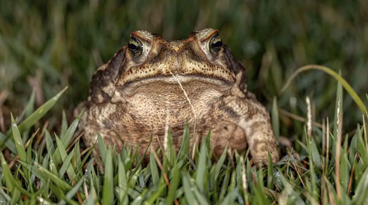 Estudo estima 1,6 mil mortes de animais por ano em rodovia de Curitiba