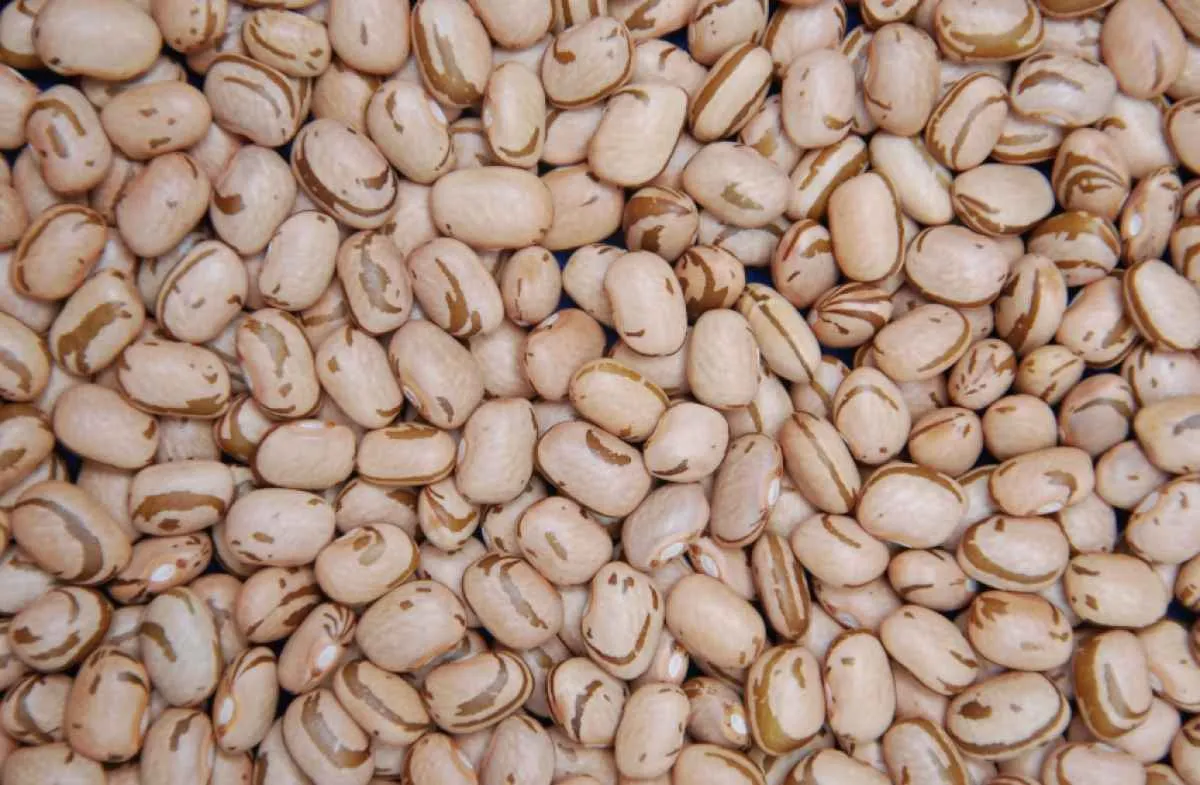 Feijão carioca bate novo recorde de preço em março