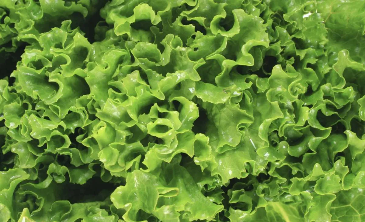 Preços da alface sobem com melhora nas vendas na Ceagesp