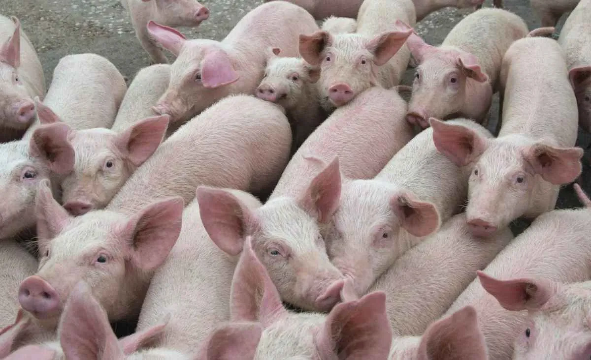 Alta do milho pressiona suinocultor e reduz poder de compra