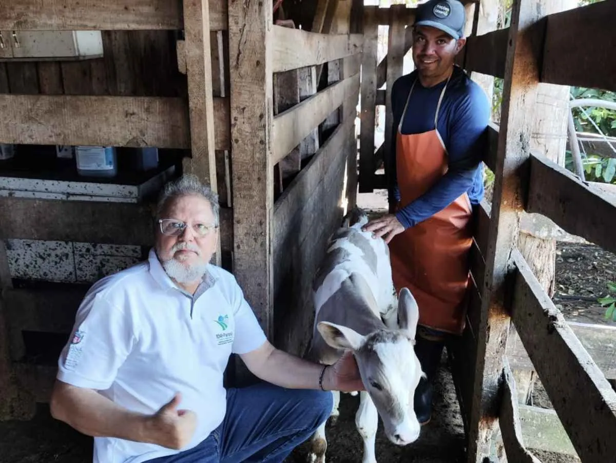 Goioerê registra primeiro bezerro Purunã com 48 kg