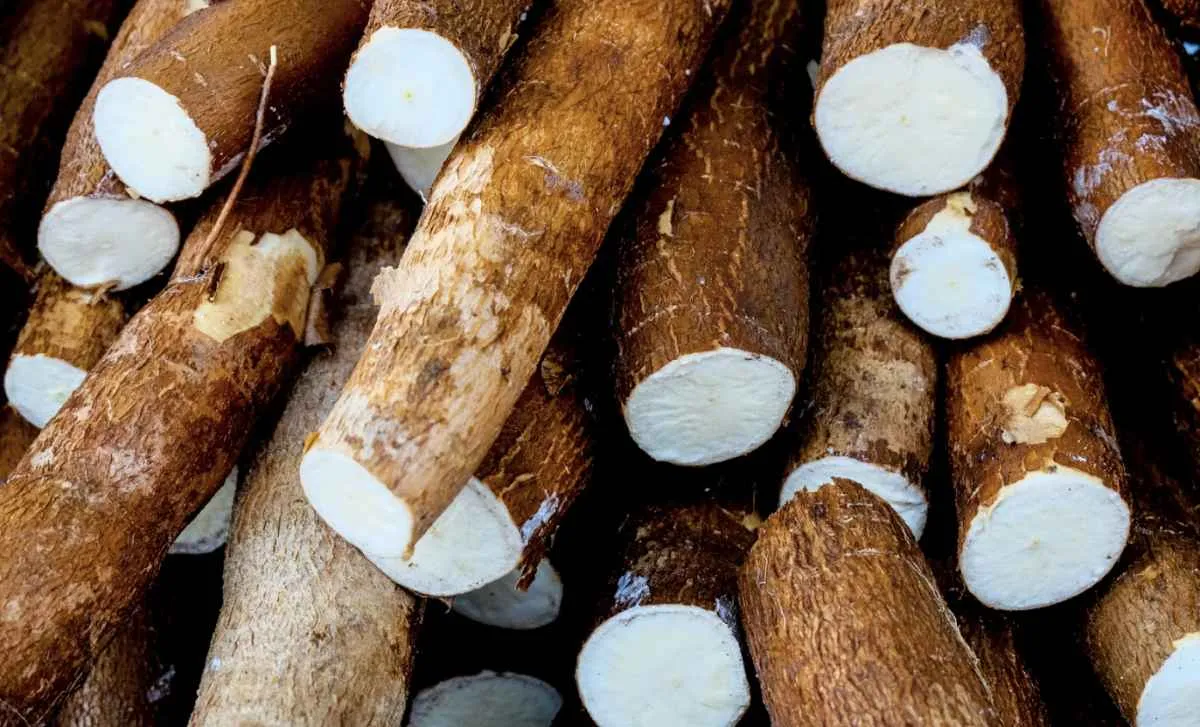 Mandioca sobe pela 8ª semana seguida com oferta restrita