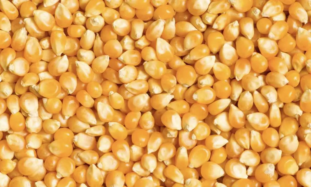 Milho tenta reagir em Chicago, mas mercado segue cauteloso