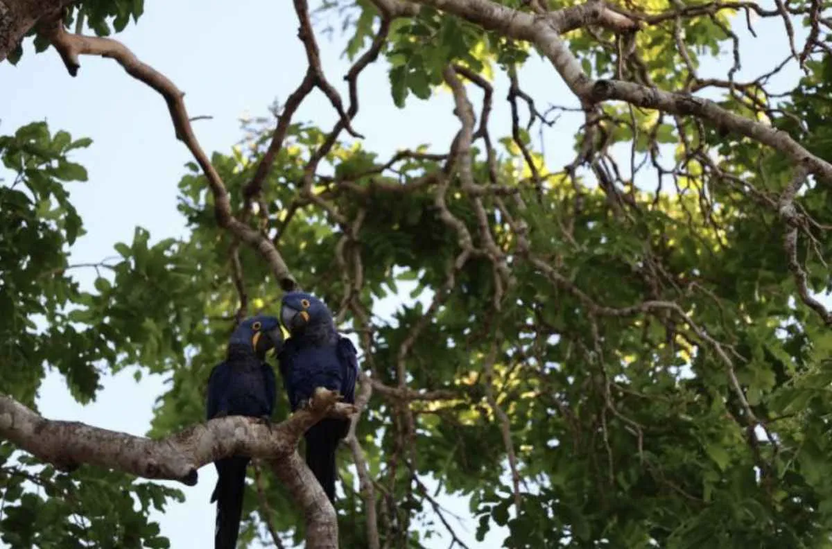 PSA Pantanal abre segunda chamada com inscrições até 6 de abril