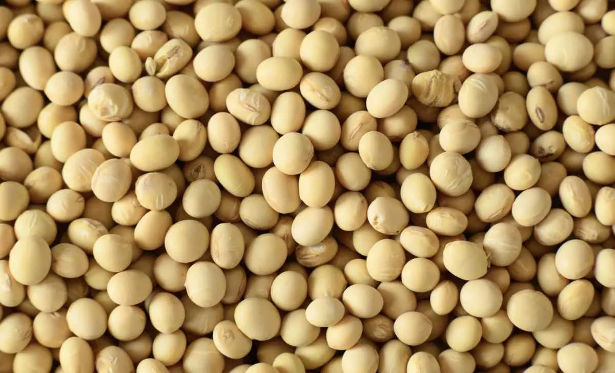 Margem do esmagamento da soja avança com alta dos derivados