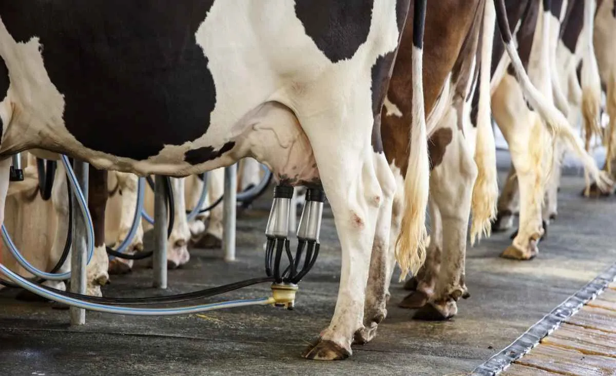 Queda nos custos não alivia pressão sobre produtor de leite