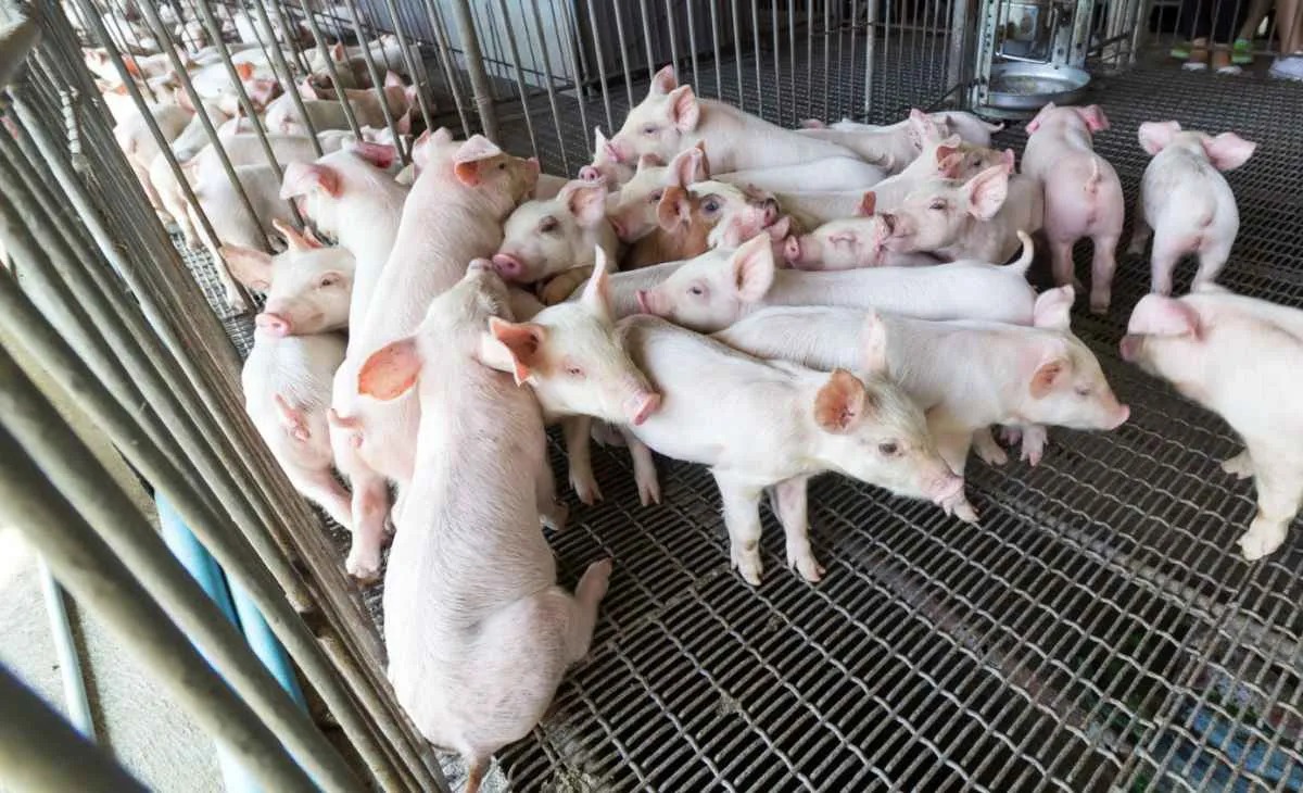 Produção de suínos sente pressão do milho e da guerra no Oriente Médio