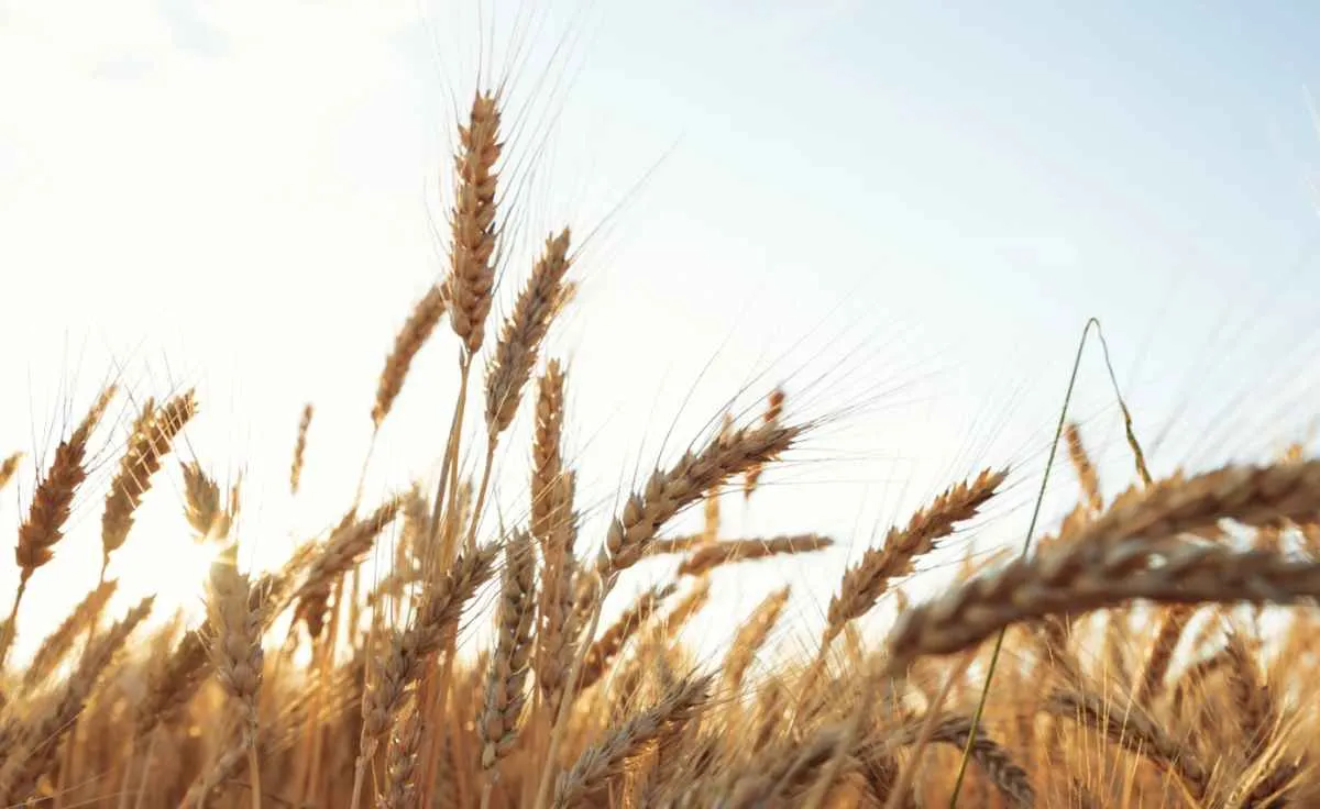 Mercado de trigo segue lento e frete pressiona negócios