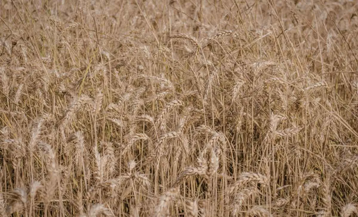 Trigo reage no Brasil com alta externa e avanço do dólar
