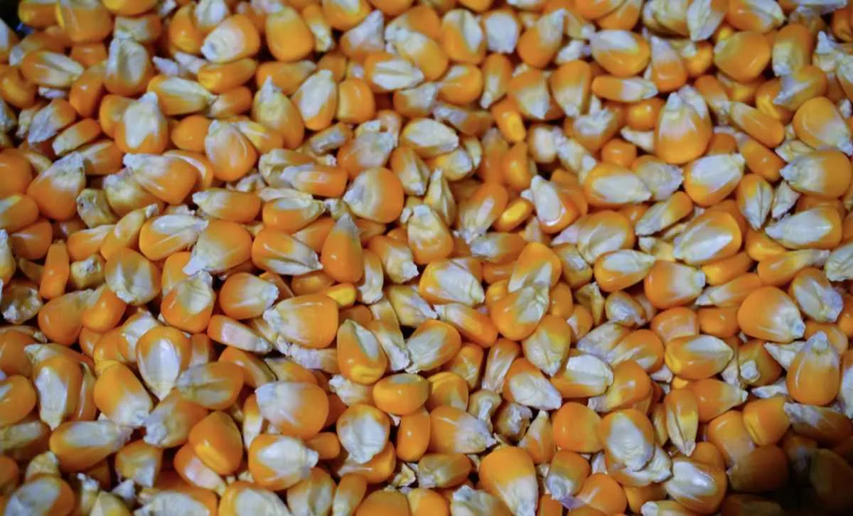 Milho opera estável em Chicago e mercado interno segue lento no Brasil