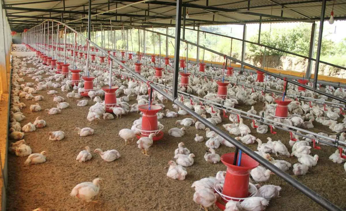 Produção recorde de frango pressiona preços no mercado