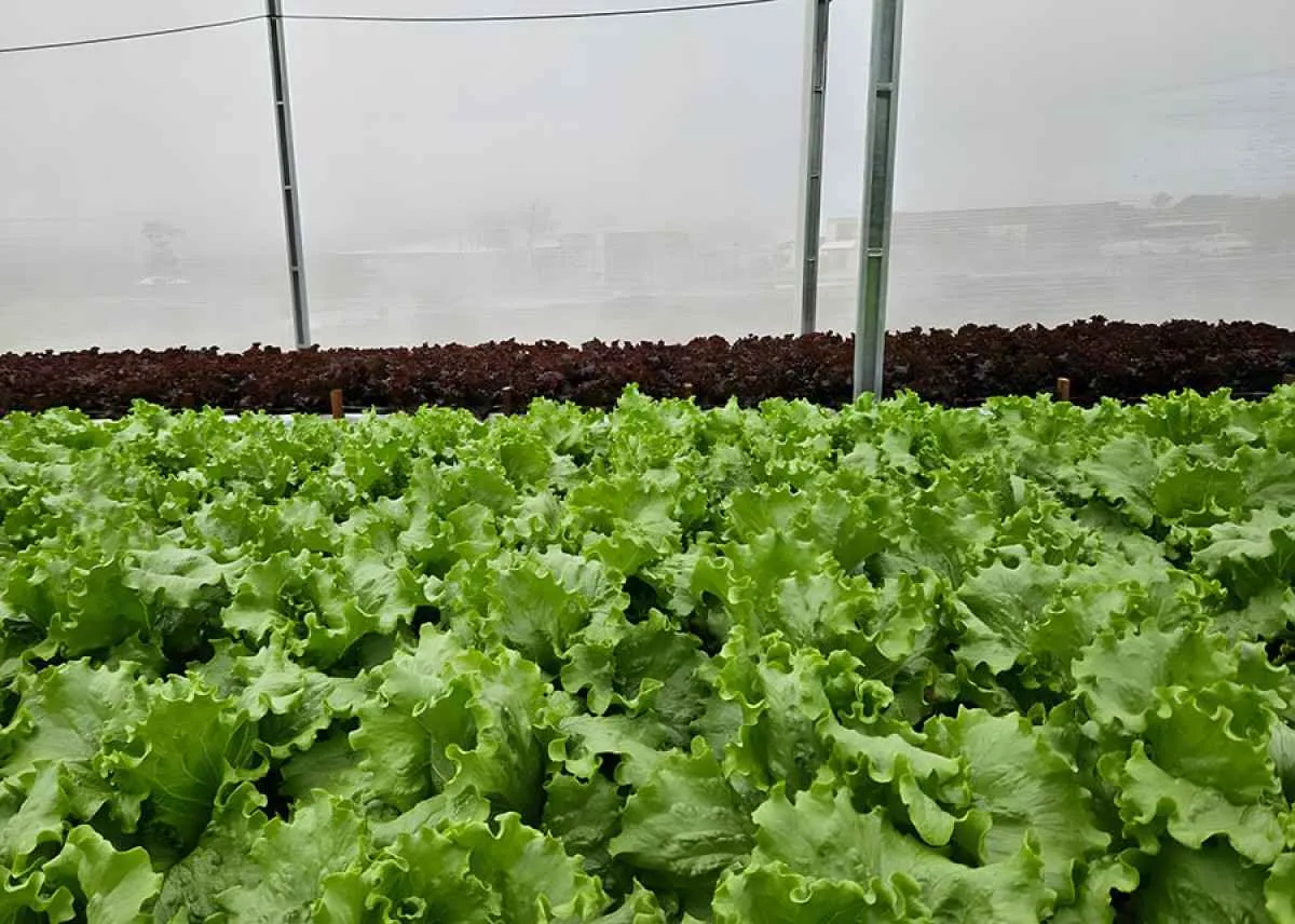 Reuso de água na irrigação de hortaliças aumenta eficiência hídrica em 61%