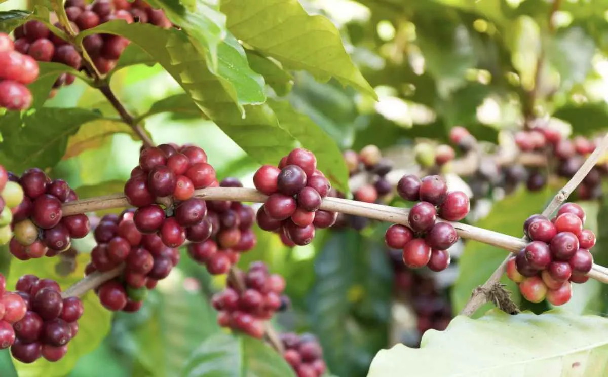 Safra de café do Brasil pode crescer 20,8% e atingir 75,3 mi de sacas