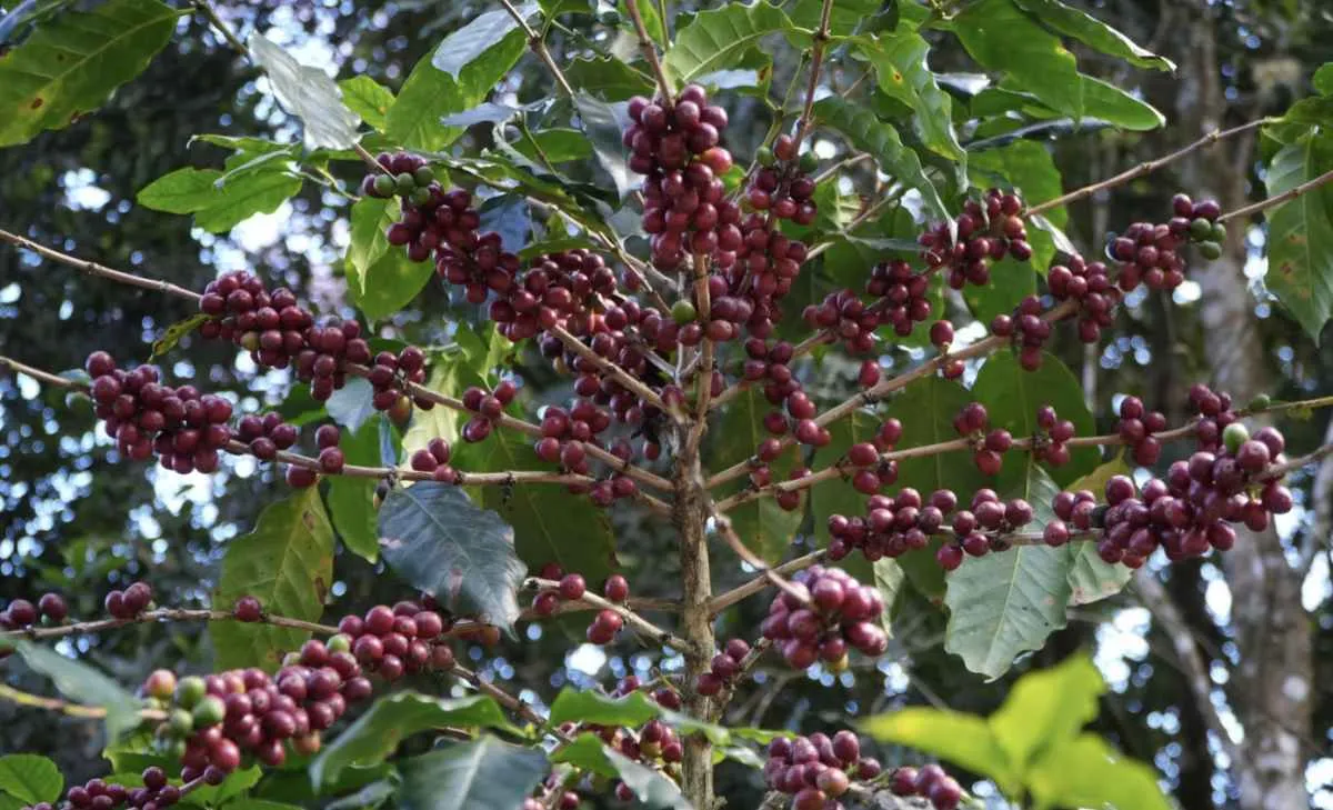Alta do combustível eleva alerta na colheita do café