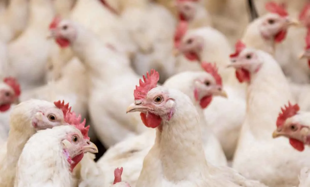 Brasil mantém alerta sanitário por gripe aviária por mais 180 dias